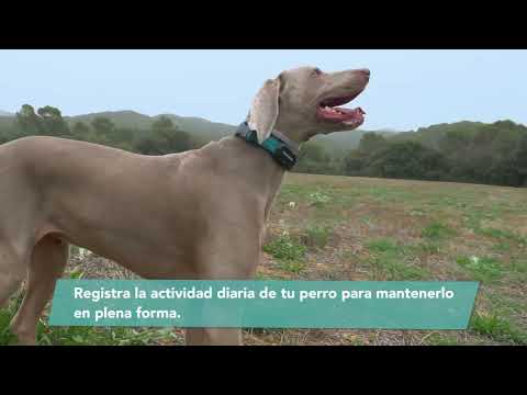 El collar inteligente para perros